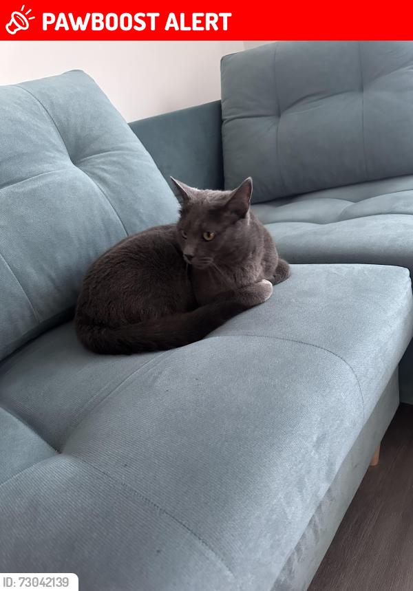 Lost Male Cat last seen Romford, Greater London, England RM1 4SD