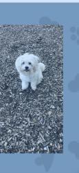 Lost Female Dog last seen Chicago st Joliet Il , Joliet, IL 60435