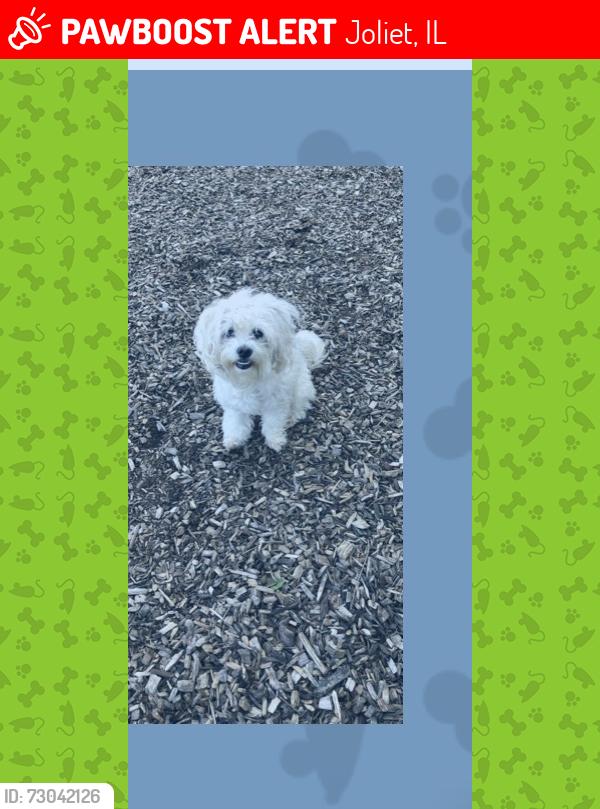 Lost Female Dog last seen Chicago st Joliet Il , Joliet, IL 60435