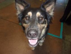 Shelter Stray Female Dog last seen , 14409 Vanowen St, Van Nuys, CA 91405, USA