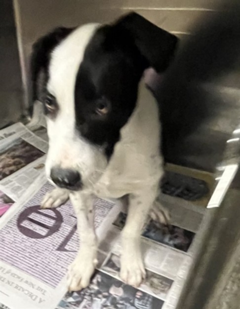Shelter Stray Male Dog last seen , 14409 Vanowen St, Van Nuys, CA 91405, USA