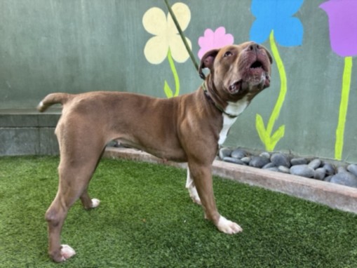Shelter Stray Female Dog last seen , 14409 Vanowen St, Van Nuys, CA 91405, USA