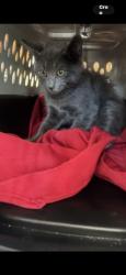 Shelter Stray Unknown Cat last seen , 14409 Vanowen St, Van Nuys, CA 91405, USA