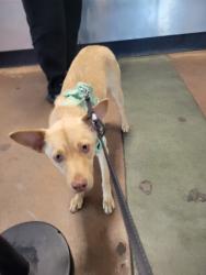 Shelter Stray Male Dog last seen , 14409 Vanowen St, Van Nuys, CA 91405, USA