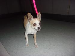 Shelter Stray Male Dog last seen , 14409 Vanowen St, Van Nuys, CA 91405, USA
