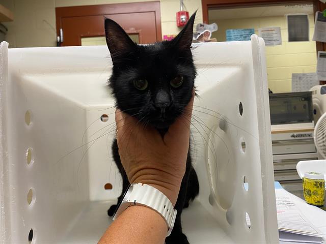 Shelter Stray Female Cat last seen Near BLOCK N 51ST ST, 3839 W Burnham St, West Milwaukee, WI 53215, USA
