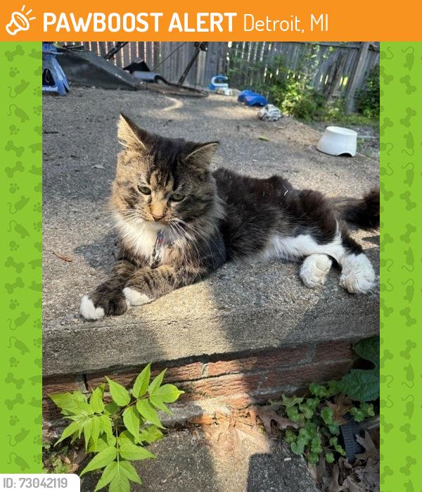 Found/Stray Male Cat last seen Longacre & Glendale (2 blocks from Southfield Expressway) , Detroit, MI 48227