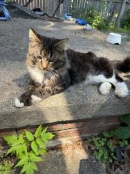 Found/Stray Male Cat last seen Longacre & Glendale (2 blocks from Southfield Expressway) , Detroit, MI 48227