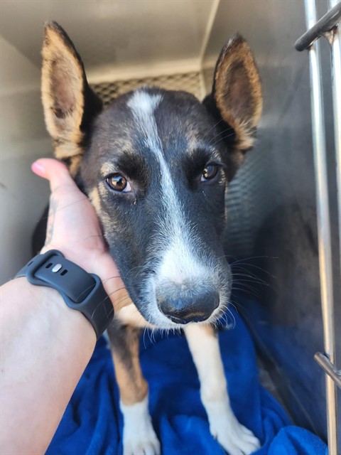 Shelter Stray Female Dog last seen Near BLOCK MARTIN WAY, BAKERSFIELD CA 93314, 3951 Fruitvale Ave, Bakersfield, CA 93308, USA
