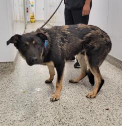 Shelter Stray Male Dog last seen Near BLOCK W WARREN AVE, DETROIT, MI 48210, 7401 Chrysler Dr, Detroit, MI 48211, USA