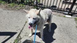 Shelter Stray Female Dog last seen Near BLOCK HAMMOND ST, DETROIT, MI 48210, 7401 Chrysler Dr, Detroit, MI 48211, USA