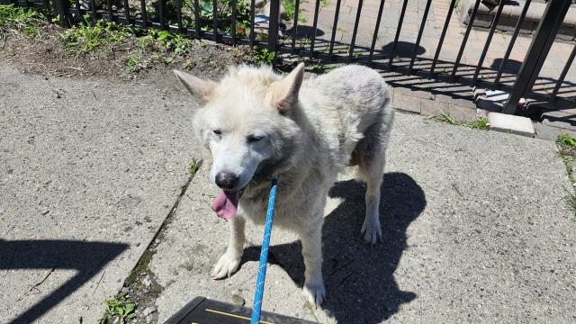 Shelter Stray Female Dog last seen Near BLOCK HAMMOND ST, DETROIT, MI 48210, 7401 Chrysler Dr, Detroit, MI 48211, USA