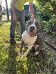 Found/Stray Male Dog last seen Monitor Merrimac Bridge, Newport News, VA 23607