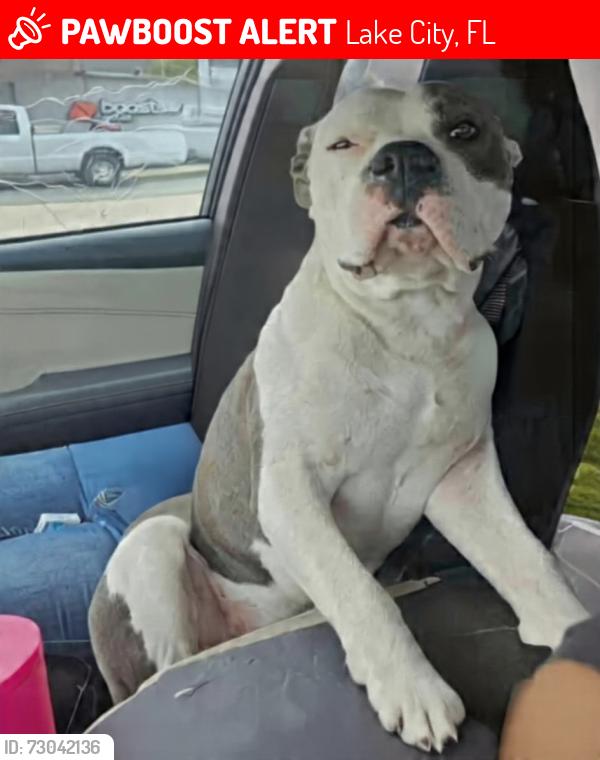 Lost Male Dog last seen Near us hwy 441, Lake City, FL 32055