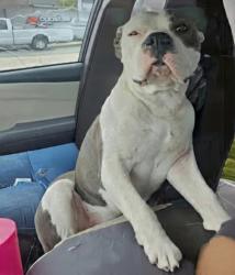 Lost Male Dog last seen Near us hwy 441, Lake City, FL 32055