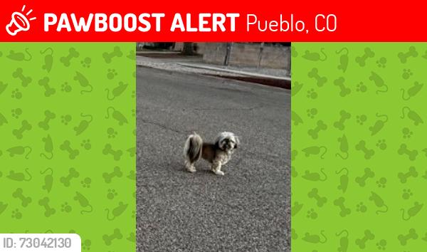 Lost Male Dog last seen 4th Ave Pueblo,CO heading towards 24th St, Pueblo, CO 81008