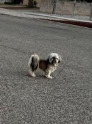 Lost Male Dog last seen 4th Ave Pueblo,CO heading towards 24th St, Pueblo, CO 81008