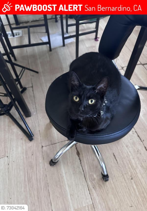 Lost Female Cat last seen 13th and acacia , San Bernardino, CA 92405