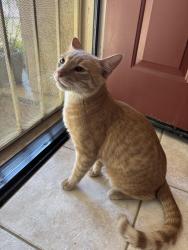 Found/Stray Male Cat last seen Barton & Orange terrace park, Riverside, CA 92508