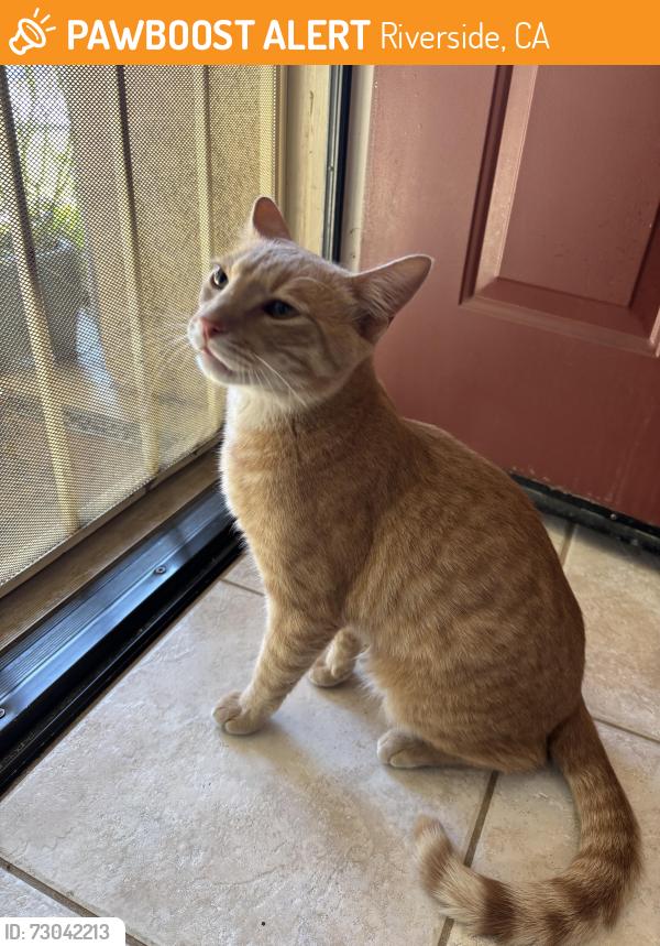 Found/Stray Male Cat last seen Barton & Orange terrace park, Riverside, CA 92508