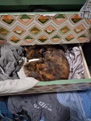 Lost Female Cat last seen Icon apmts, Durham, NC 27701