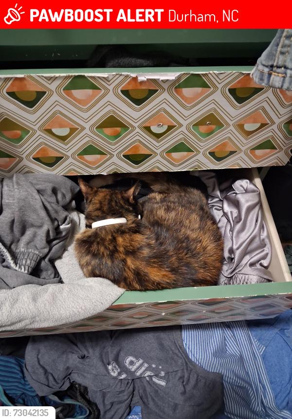 Lost Female Cat last seen Icon apmts, Durham, NC 27701