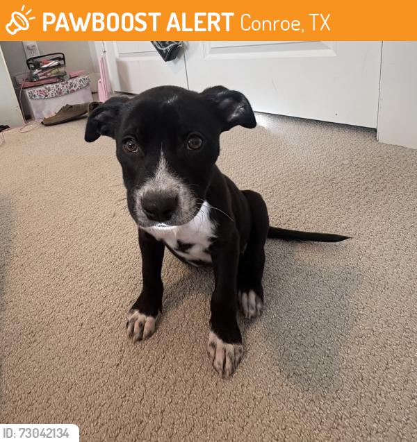 Found/Stray Male Dog last seen Sweet Bay Street and Carriage Ln, Conroe, TX 77304