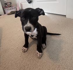 Found/Stray Male Dog last seen Sweet Bay Street and Carriage Ln, Conroe, TX 77304