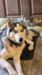 Reunited Female Dog last seen Harris Street Park, Fort Mill, SC 29715