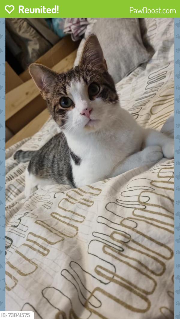 Reunited Male Cat last seen Crescent Road, Empire road, Nether Edge, England S7 1HL