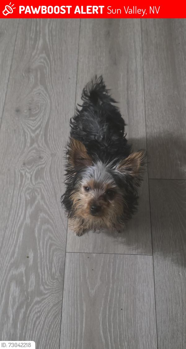 Lost Male Dog last seen Dominos sun valley, Sun Valley, NV 89433