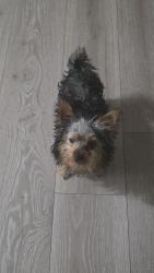 Lost Male Dog last seen Dominos sun valley, Sun Valley, NV 89433