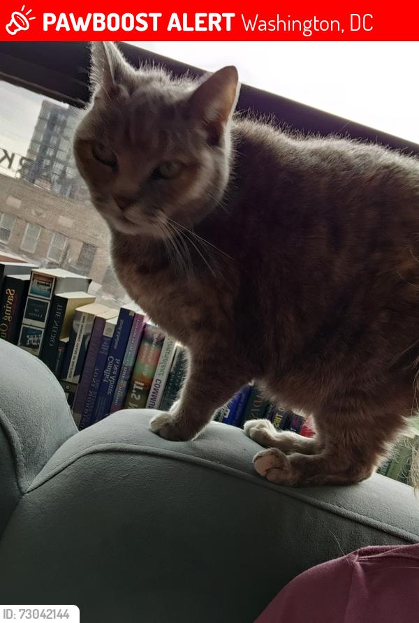 Lost Female Cat last seen 3rd St NW and Upshur St NW, Washington, DC 20011