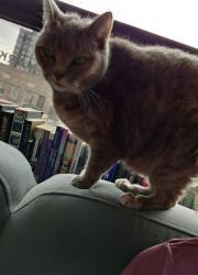 Lost Female Cat last seen 3rd St NW and Upshur St NW, Washington, DC 20011
