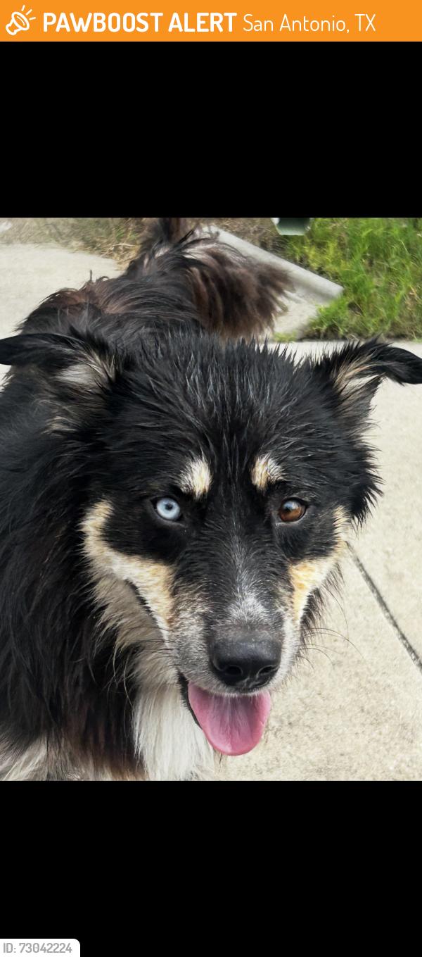 Found/Stray Unknown Dog last seen West avenue and story wood drive - ish, San Antonio, TX 78213