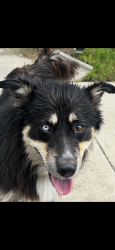 Found/Stray Unknown Dog last seen West avenue and story wood drive - ish, San Antonio, TX 78213