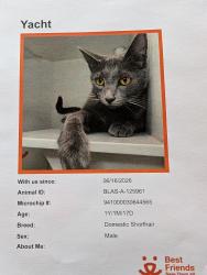 Lost Male Cat last seen Armacost Ave between Idaho and Iowa , Los Angeles, CA 90025
