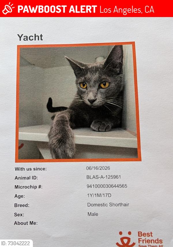 Lost Male Cat last seen Armacost Ave between Idaho and Iowa , Los Angeles, CA 90025