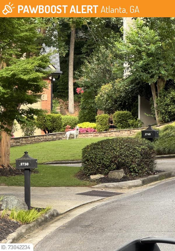 Found/Stray Unknown Dog last seen Lake Forest Drive, Atlanta, GA 30328