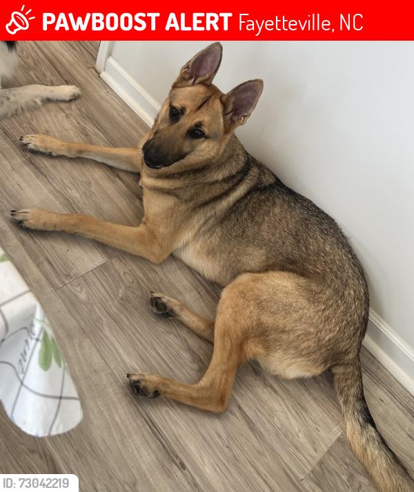 Lost Male Dog last seen Near Rhum st neighbourhood , Fayetteville, NC 28311