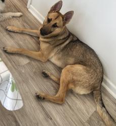 Reunited Male Dog last seen Near Rhum st neighbourhood, Fayetteville, NC 28311