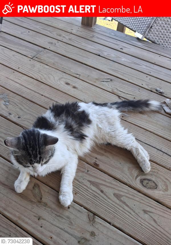 Lost Male Cat last seen Lapont Dr and Bell Park Rd, Lacombe, LA 70445
