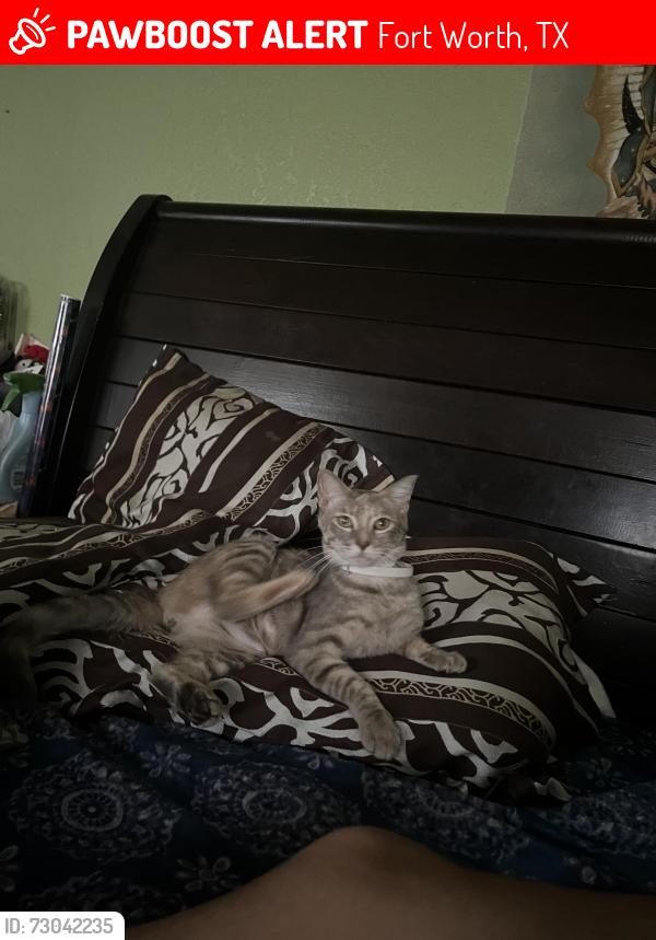Lost Female Cat last seen Nara vist trail , Fort Worth, TX 76119