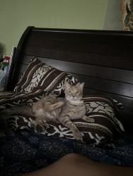Lost Female Cat last seen Nara vist trail , Fort Worth, TX 76119
