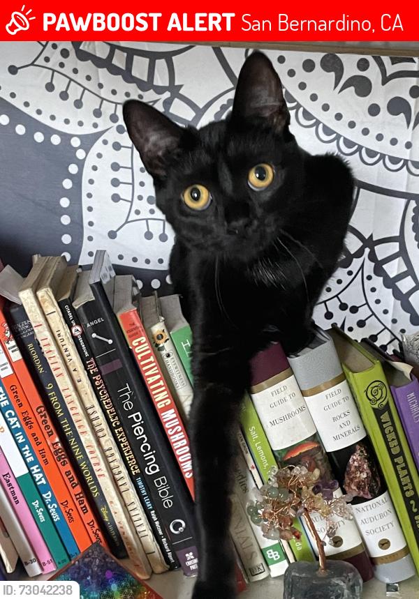Lost Female Cat last seen Near and acacia , San Bernardino, CA 92405