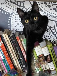 Lost Female Cat last seen Near and acacia , San Bernardino, CA 92405
