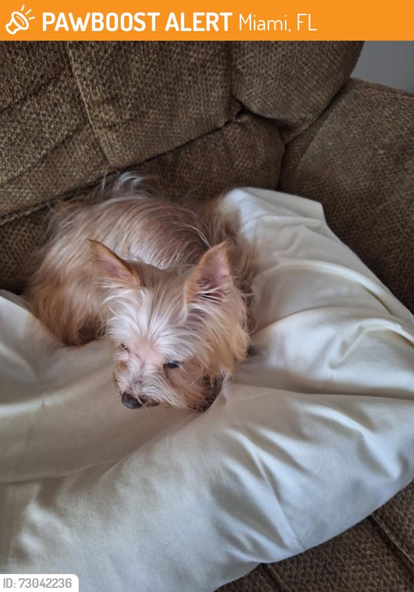 Found/Stray Female Dog last seen Sunny sage, Miami, FL 33134