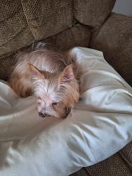 Found/Stray Female Dog last seen Sunny sage, Miami, FL 33134