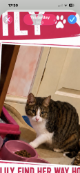 Lost Female Cat last seen Blue Leaves, Netherne-on-the-Hill, England CR5 1NY