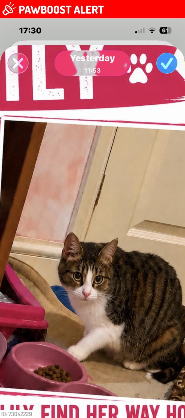Lost Female Cat last seen Blue Leaves, Netherne-on-the-Hill, England CR5 1NY